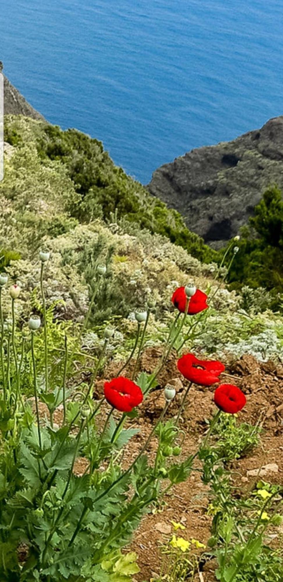 The Poppies Guest House - 100M Ocean - Private Spaces Candelaria Dış mekan fotoğraf