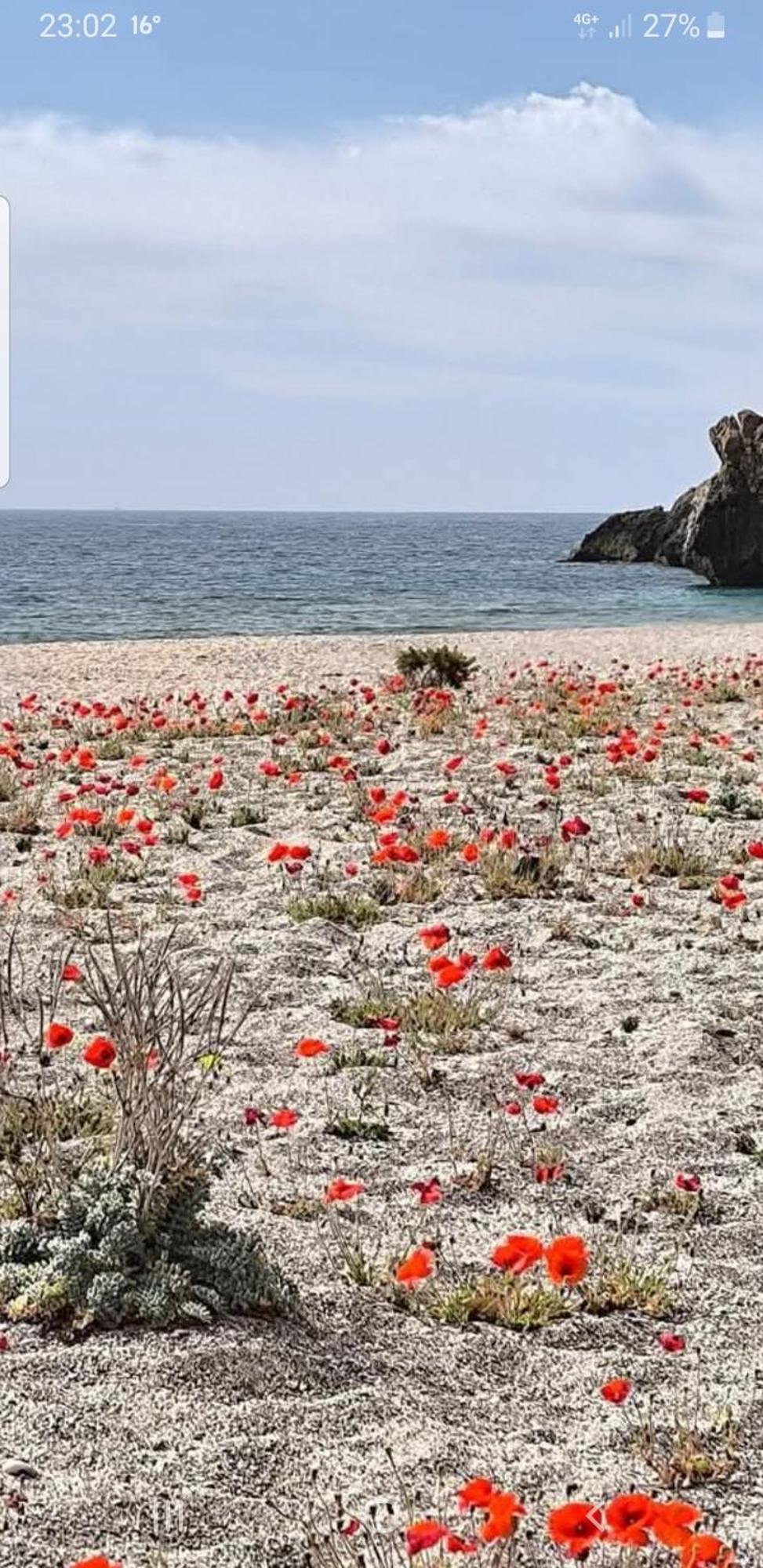 The Poppies Guest House - 100M Ocean - Private Spaces Candelaria Dış mekan fotoğraf